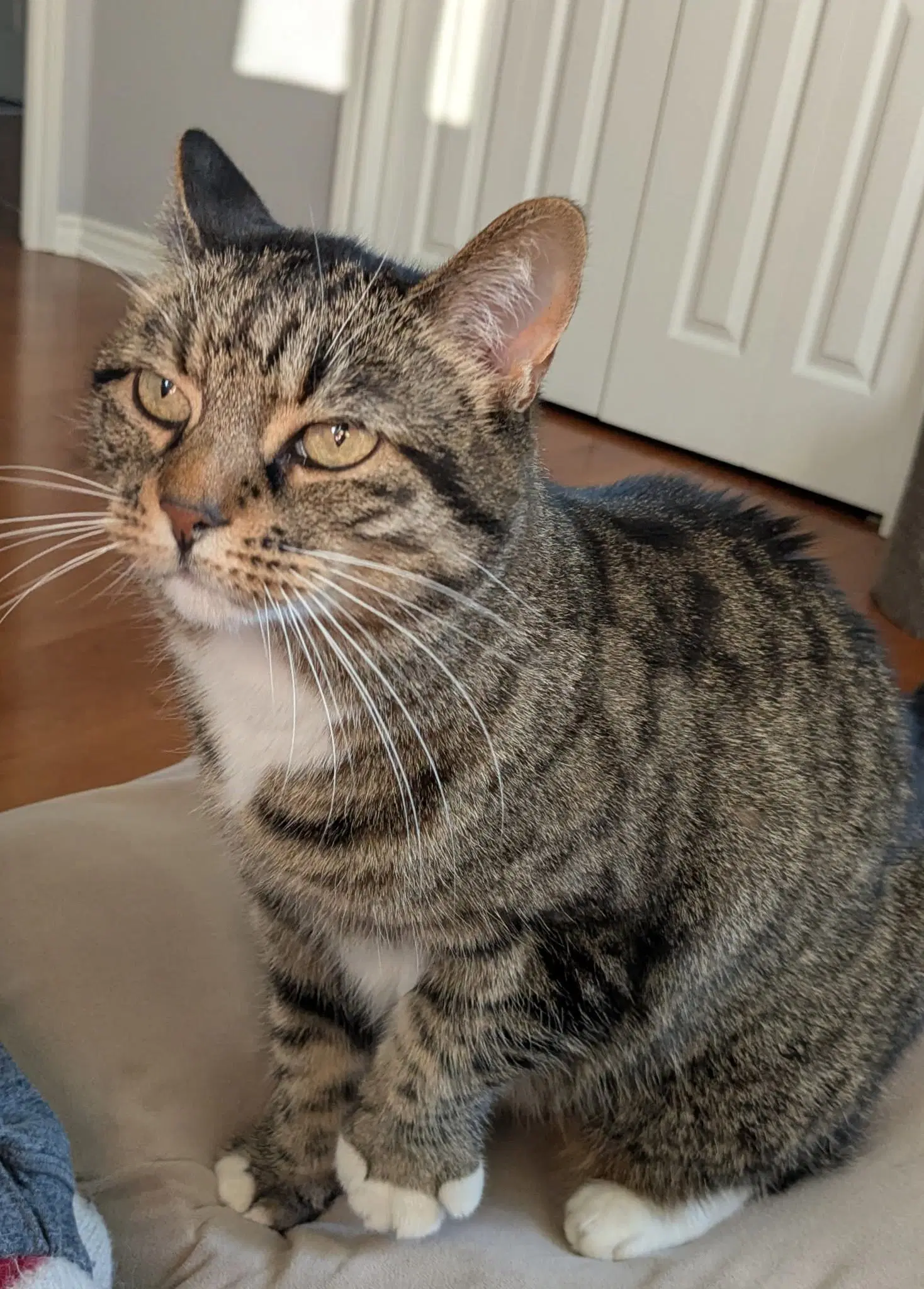 Tiger image 1