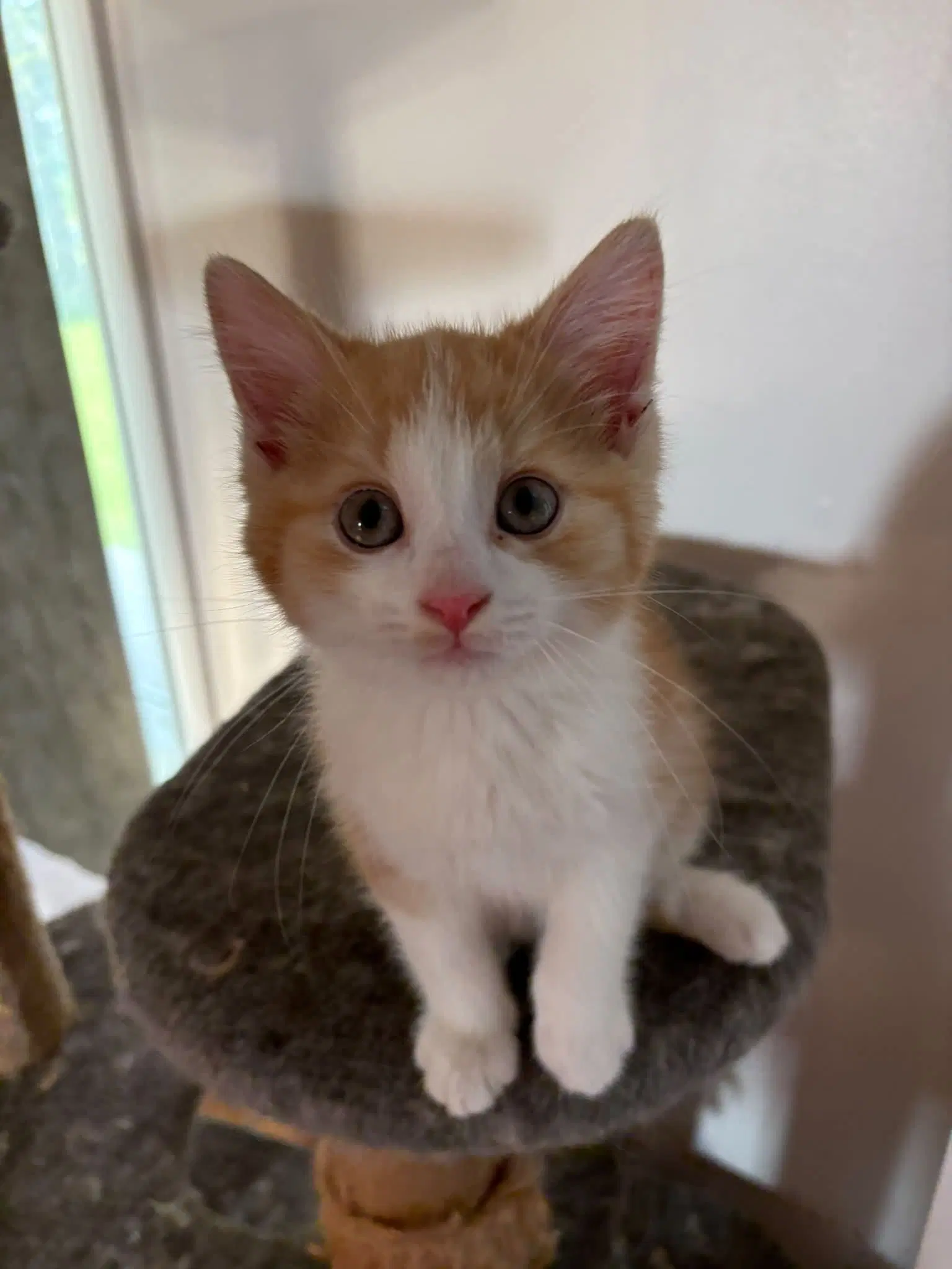 Pacha - Domestic Medium Hair
