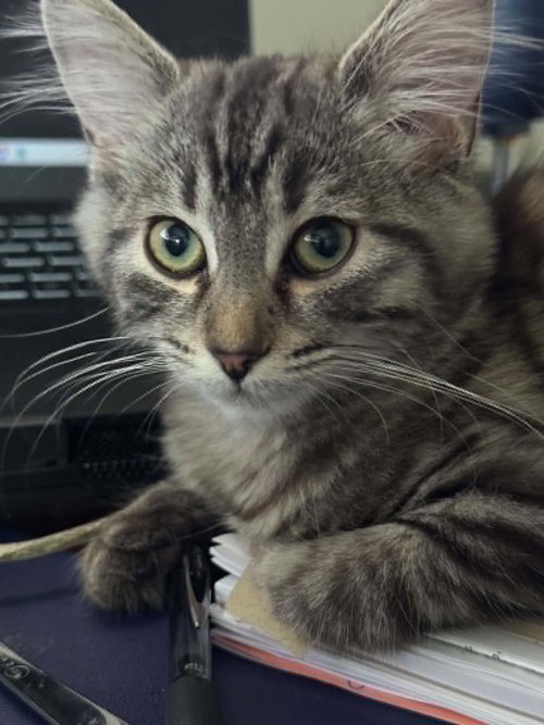 Sally, an adoptable Tabby in Ottawa, ON