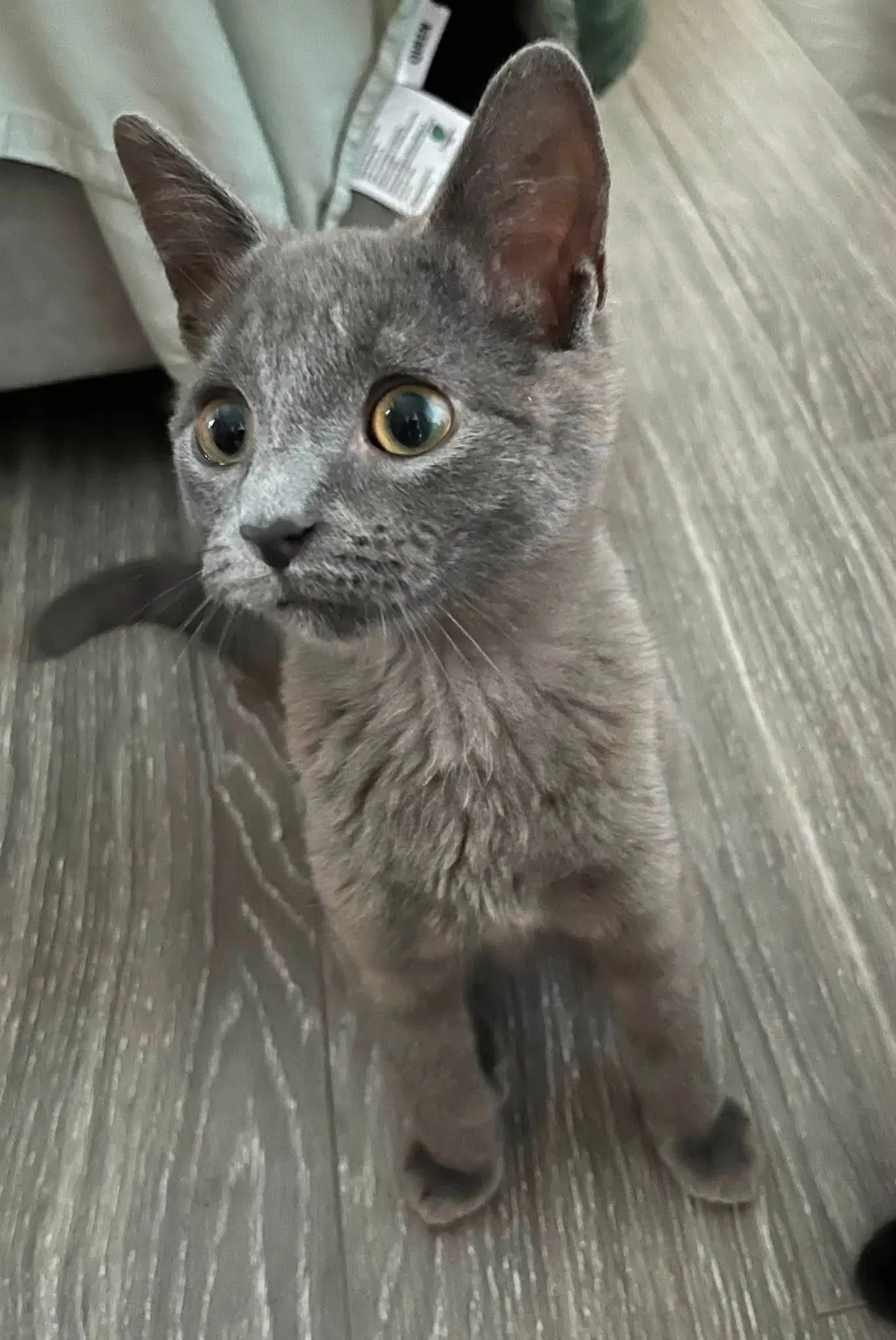 Gary - Domestic Short Hair