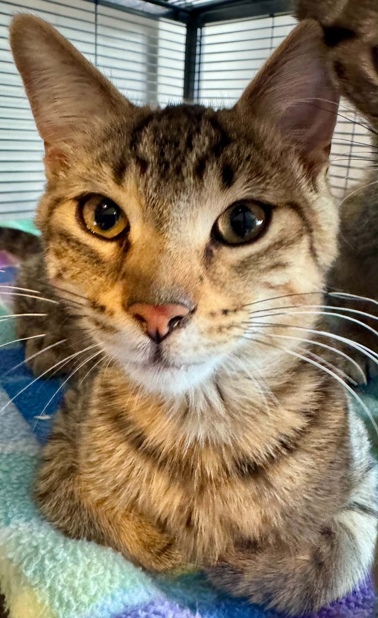 Theodore image 2
