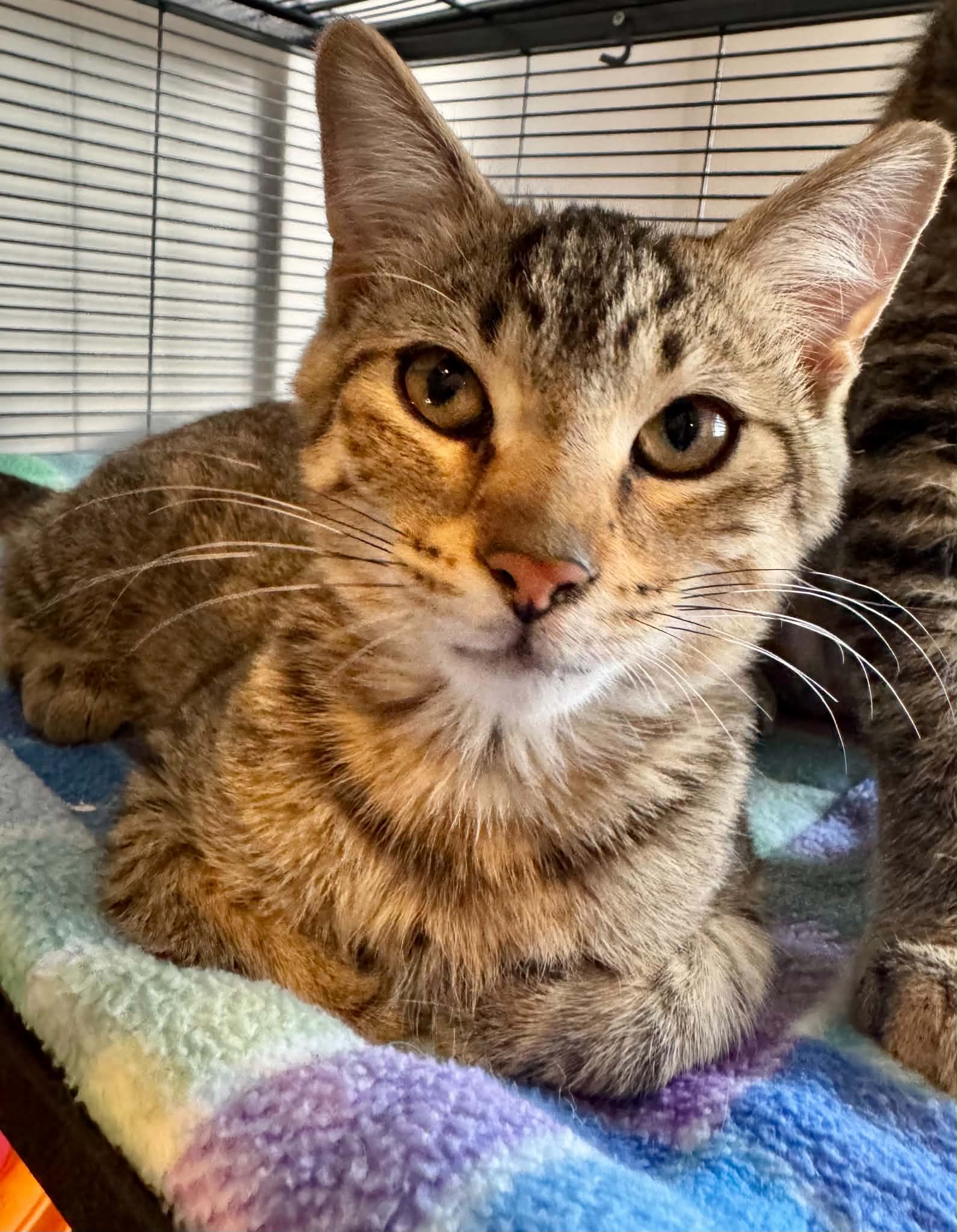 Theodore - Tabby