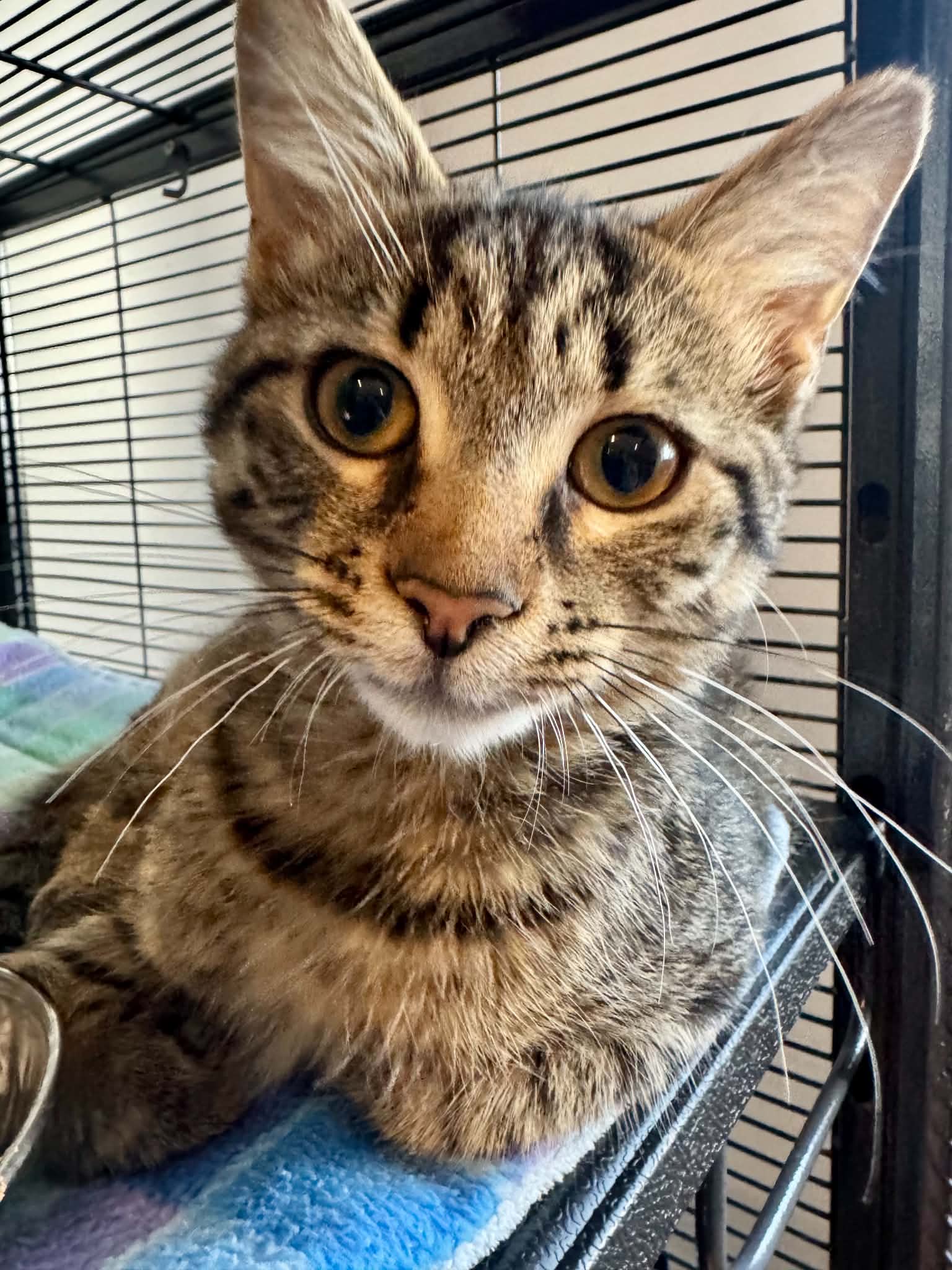 Alvin