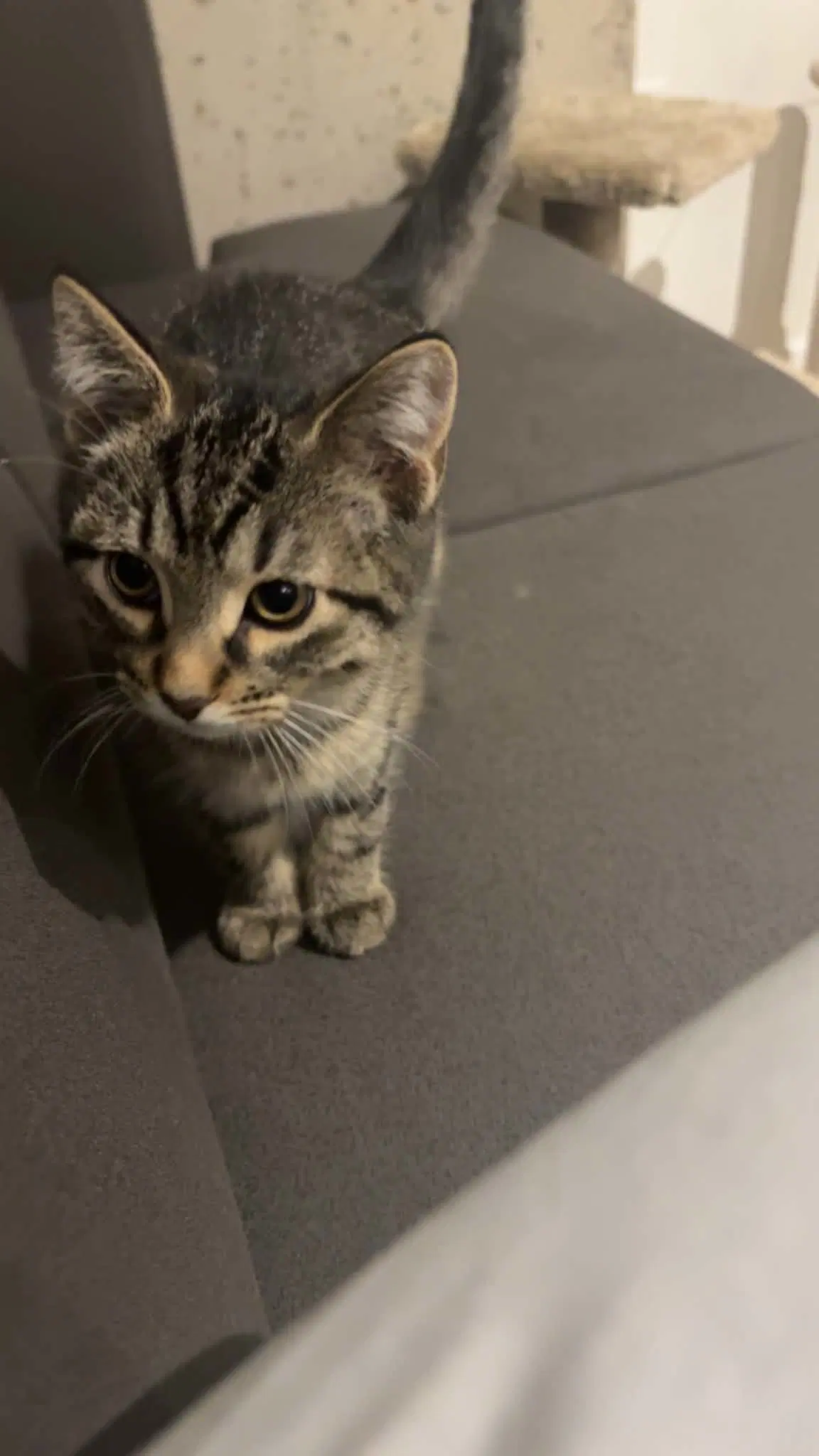 Figaro image 2
