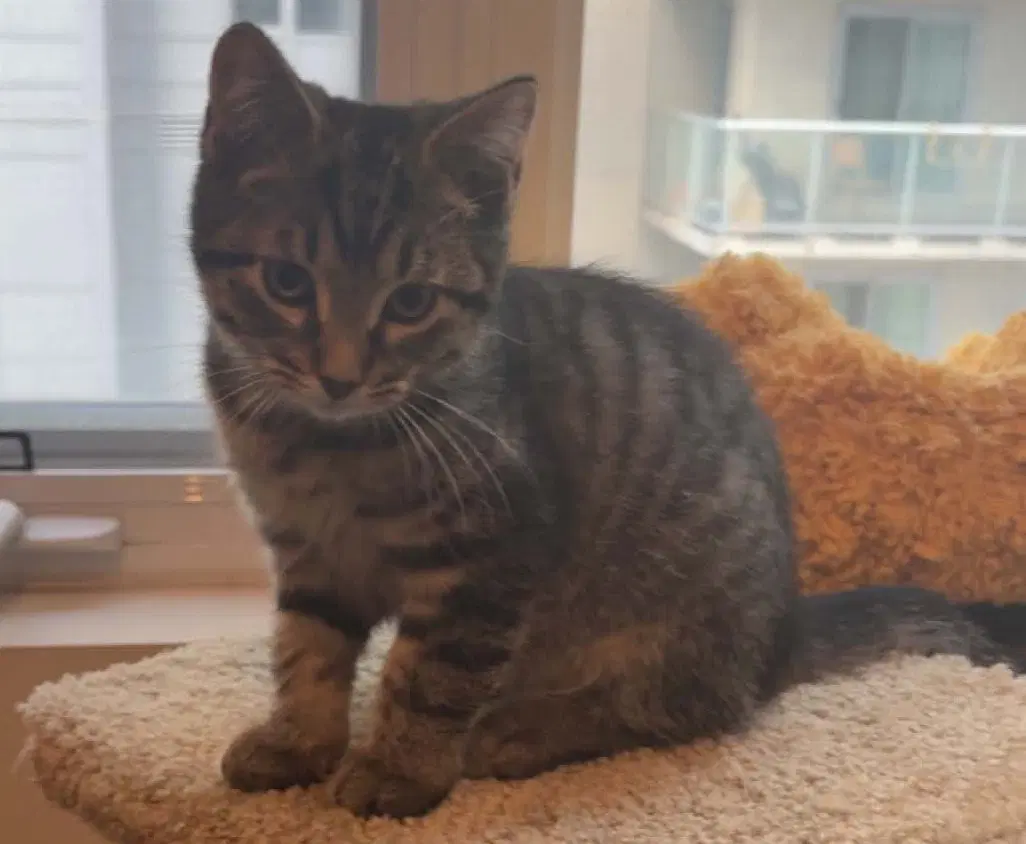 Figaro - Tabby