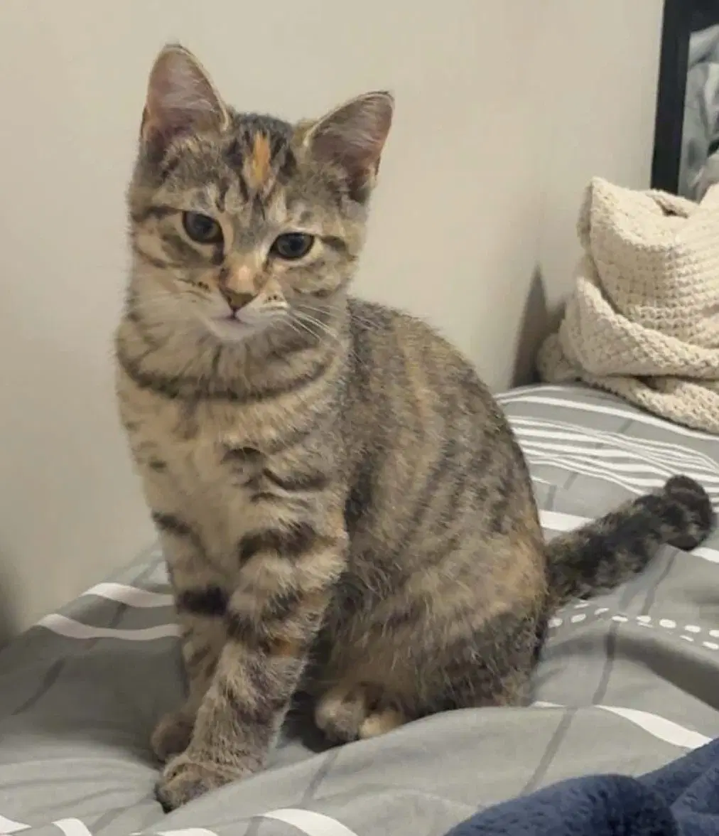 Otto - Domestic Short Hair