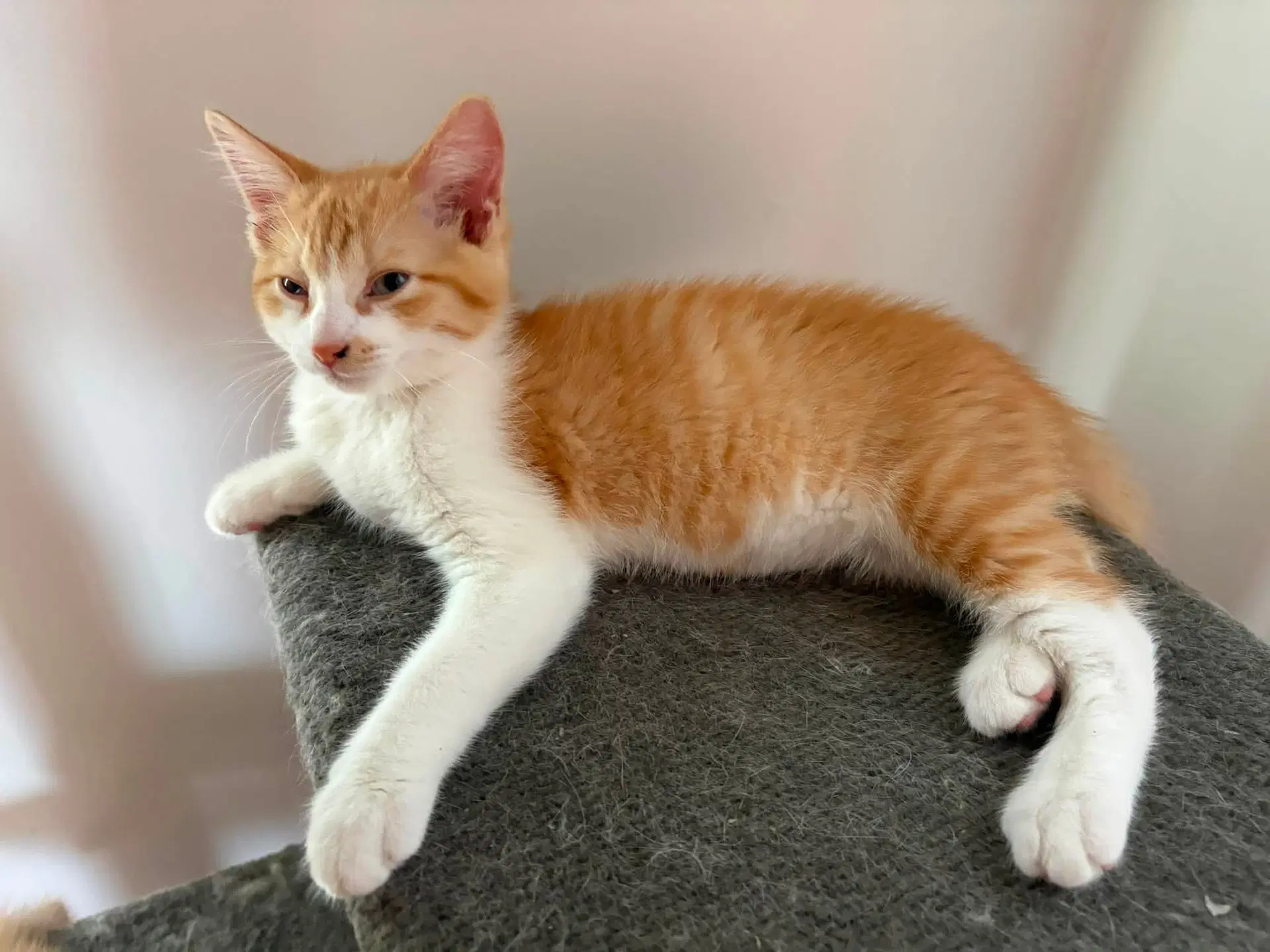 Sunny - Domestic Medium Hair