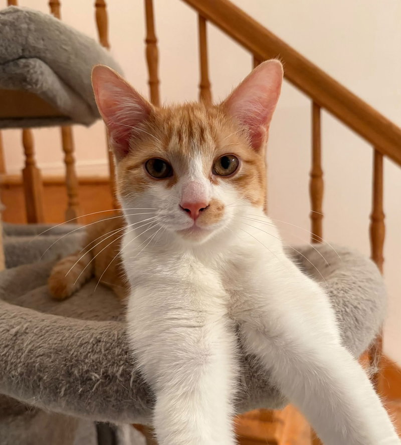 Sunny, a male cat up for adoption