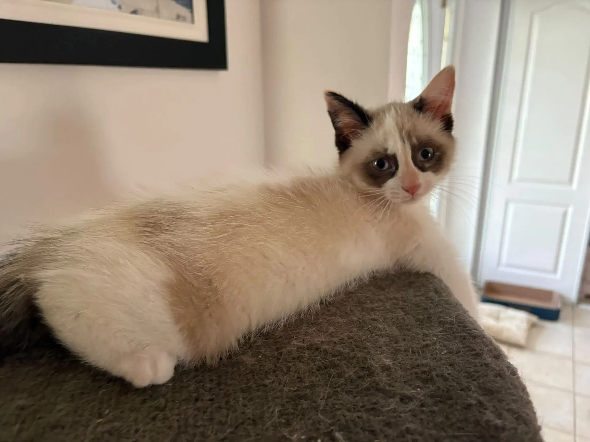Casper image 3