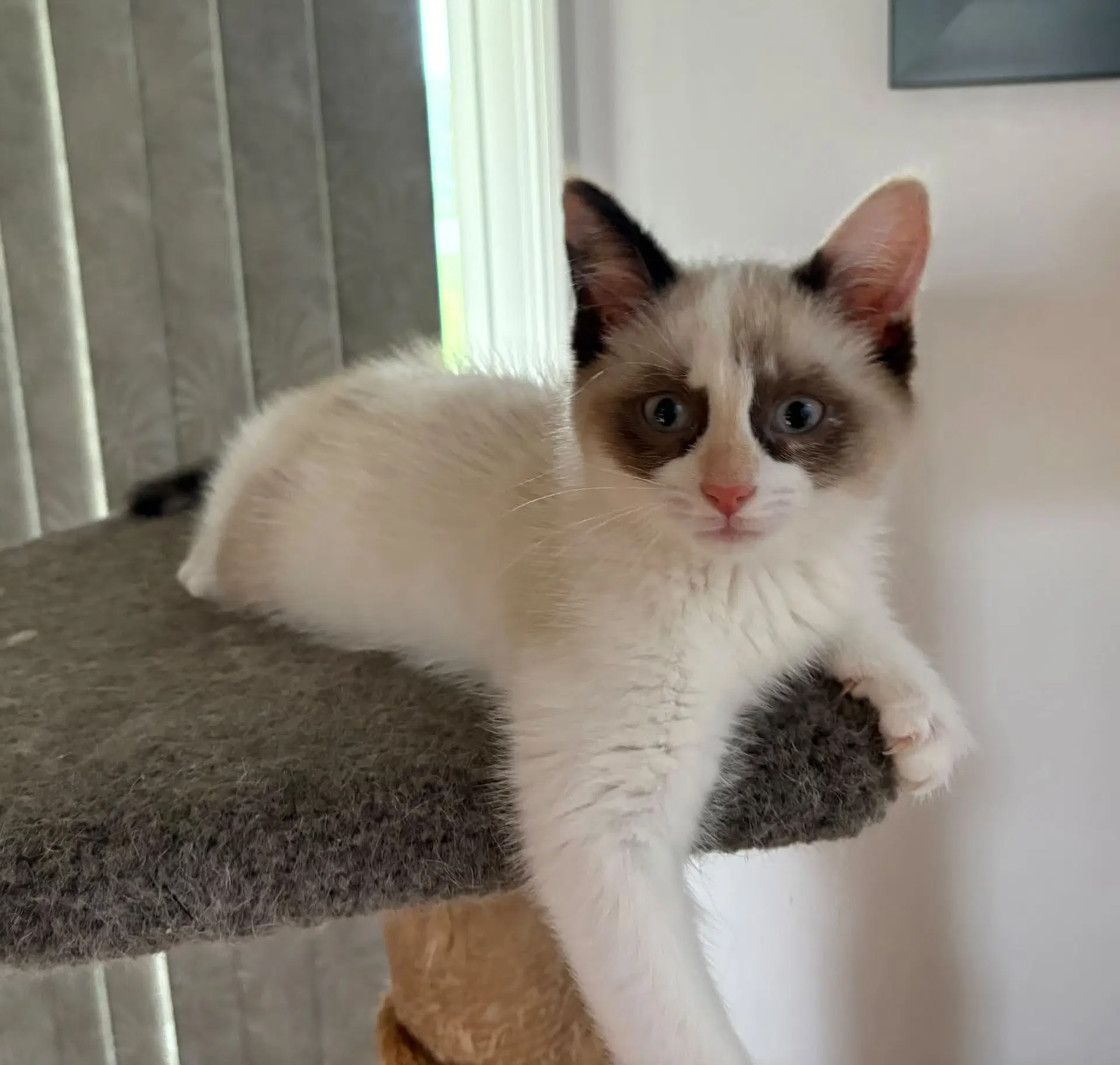 Casper image 1