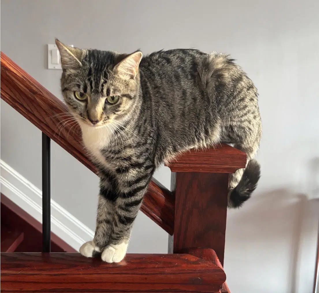 Mama - Tabby