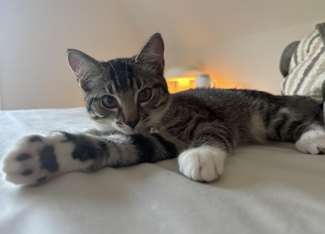 Rye