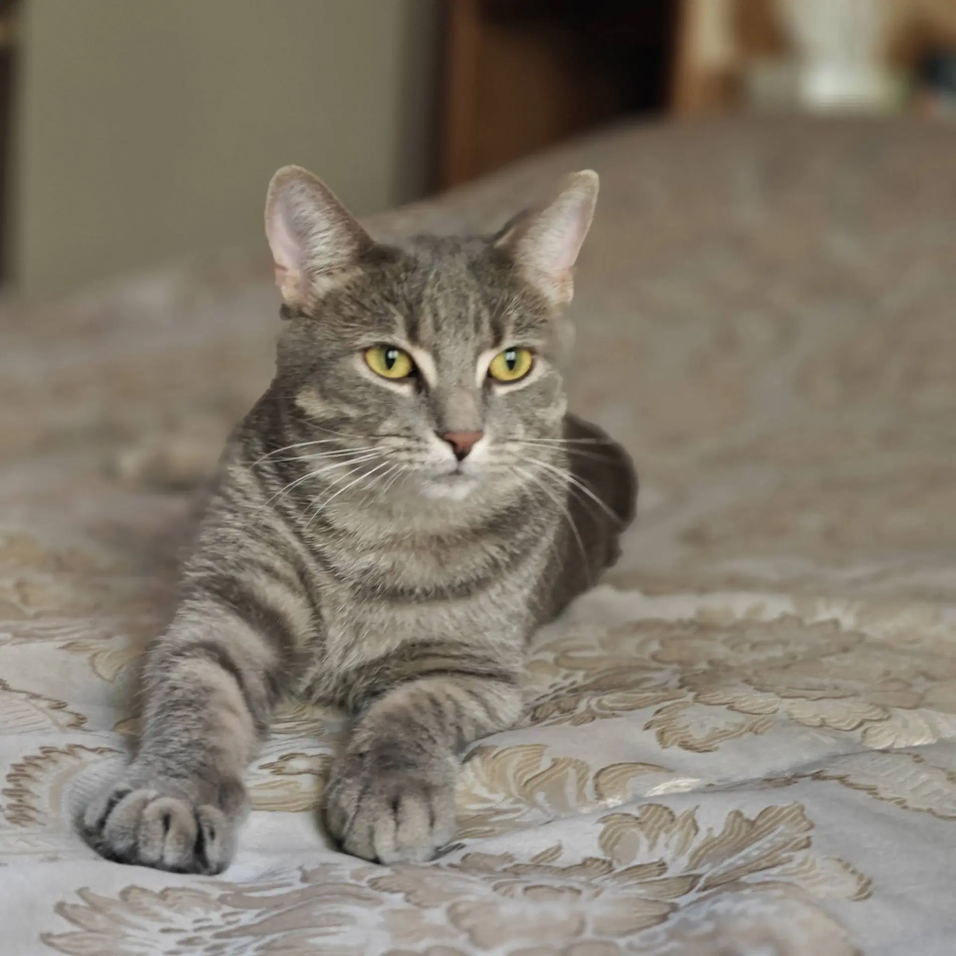 Charlotte - Domestic Short Hair