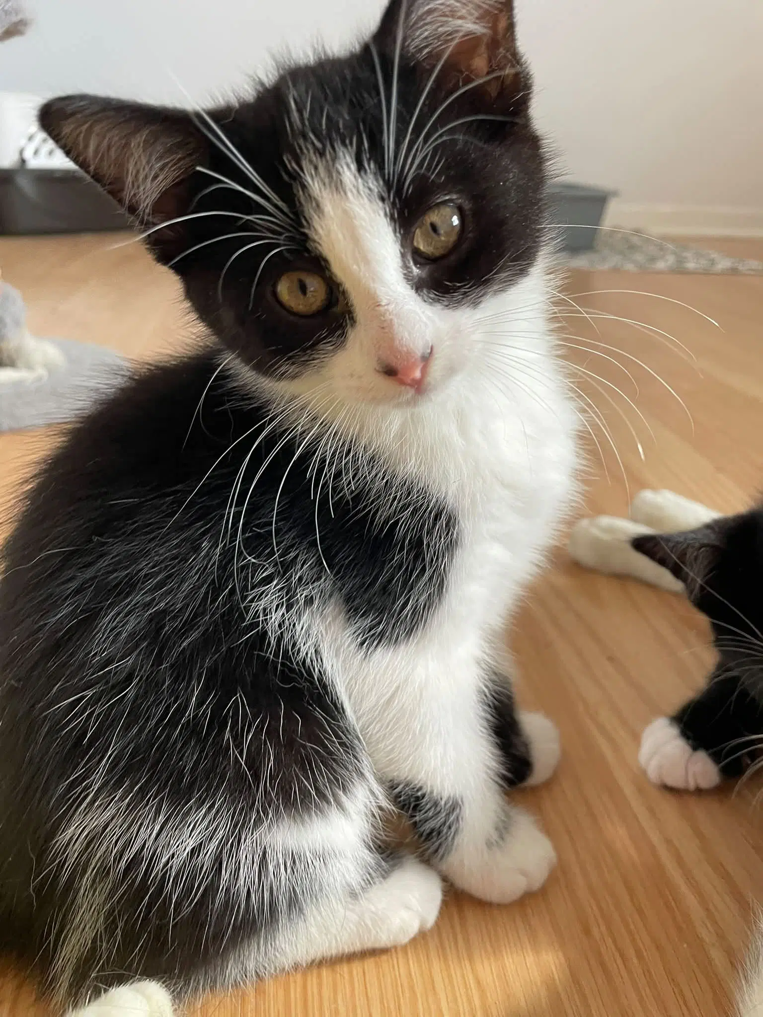 Melissa - Domestic Short Hair