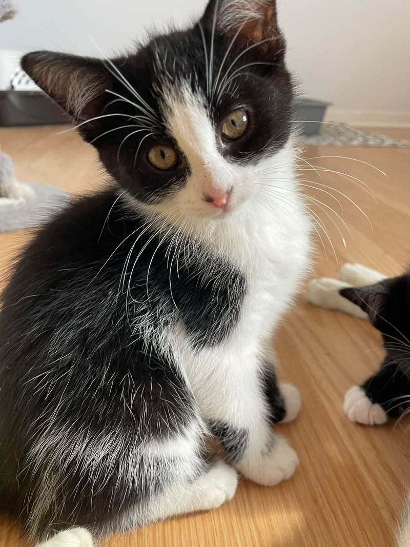 Melissa, a female cat up for adoption
