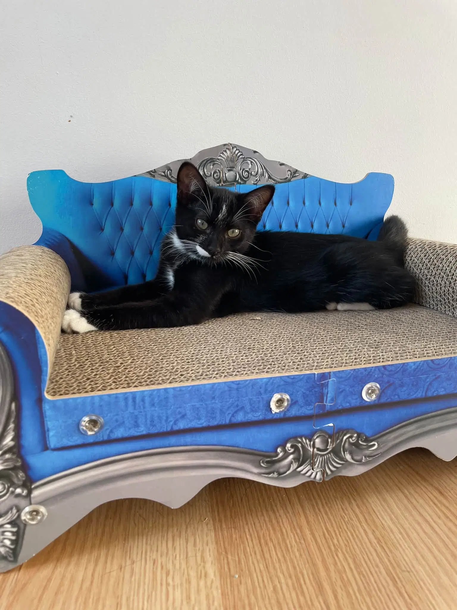 Gary - Domestic Short Hair