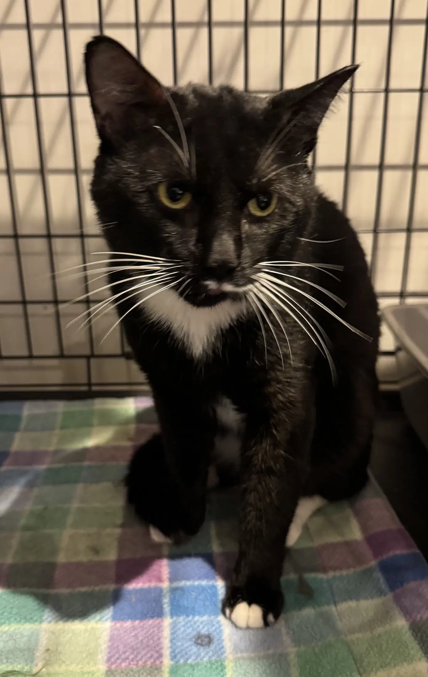 Tux image 3