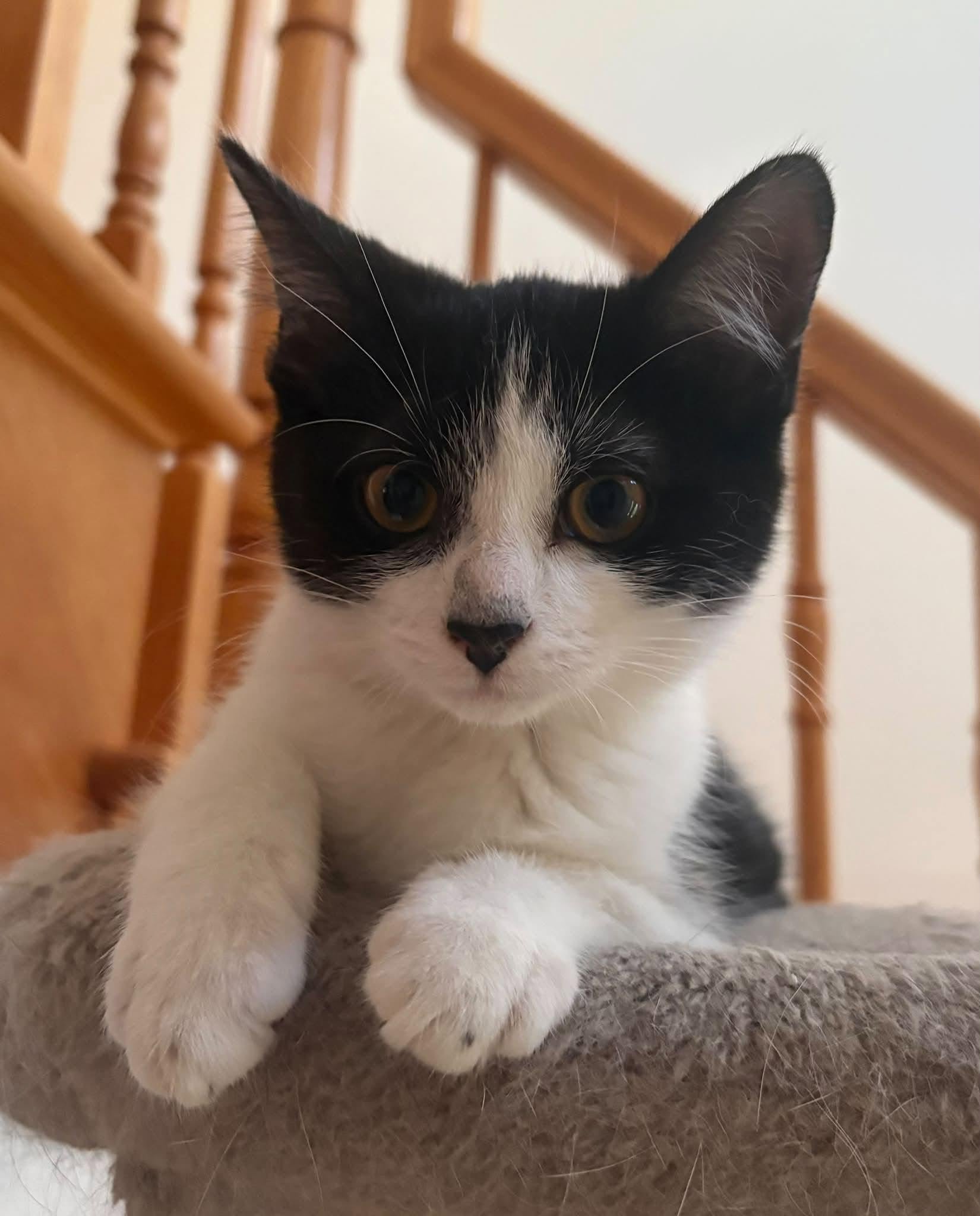 Stella
