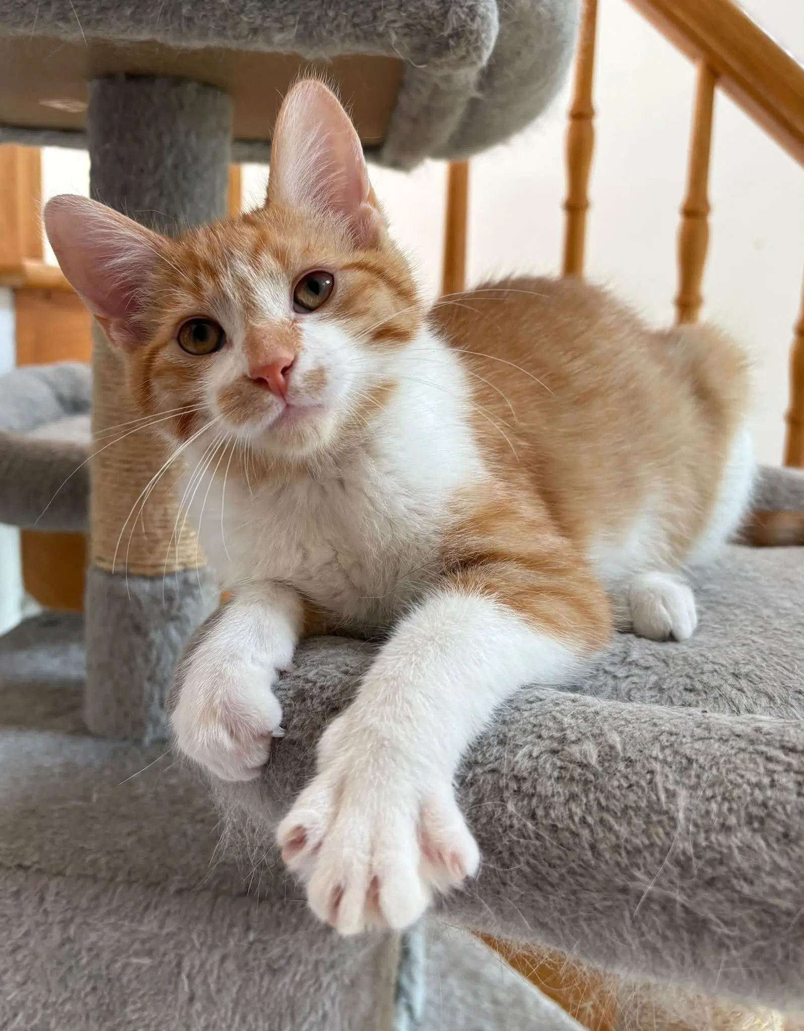 Arlo - Domestic Medium Hair
