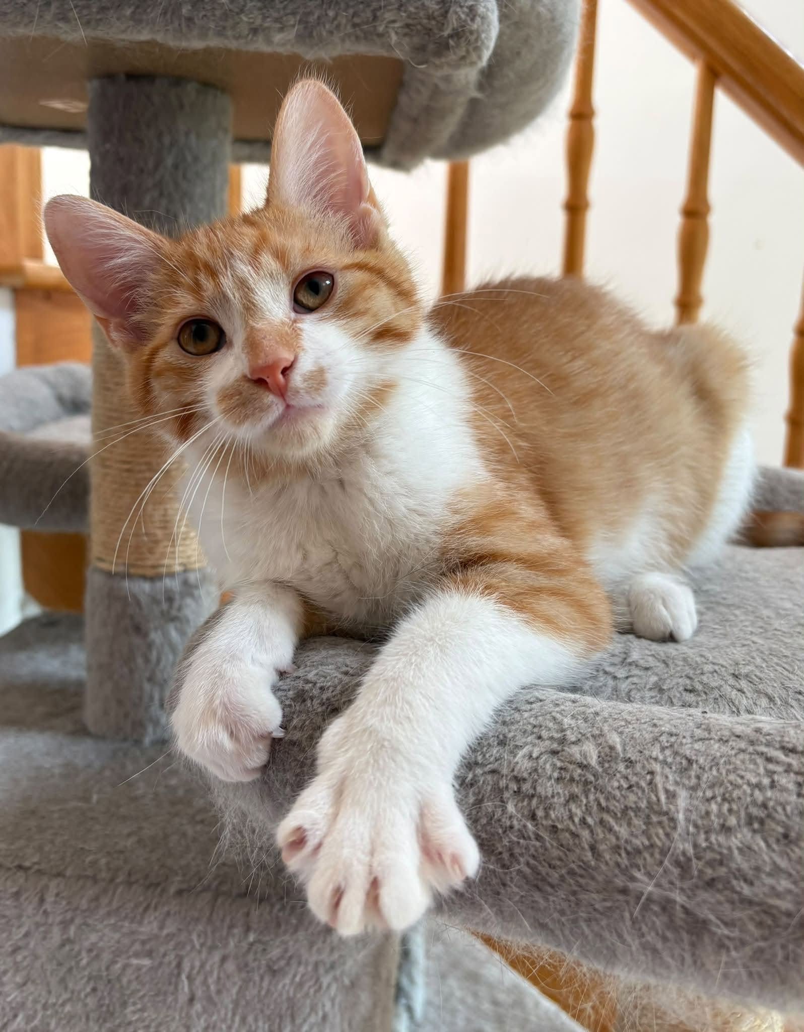 Arlo
