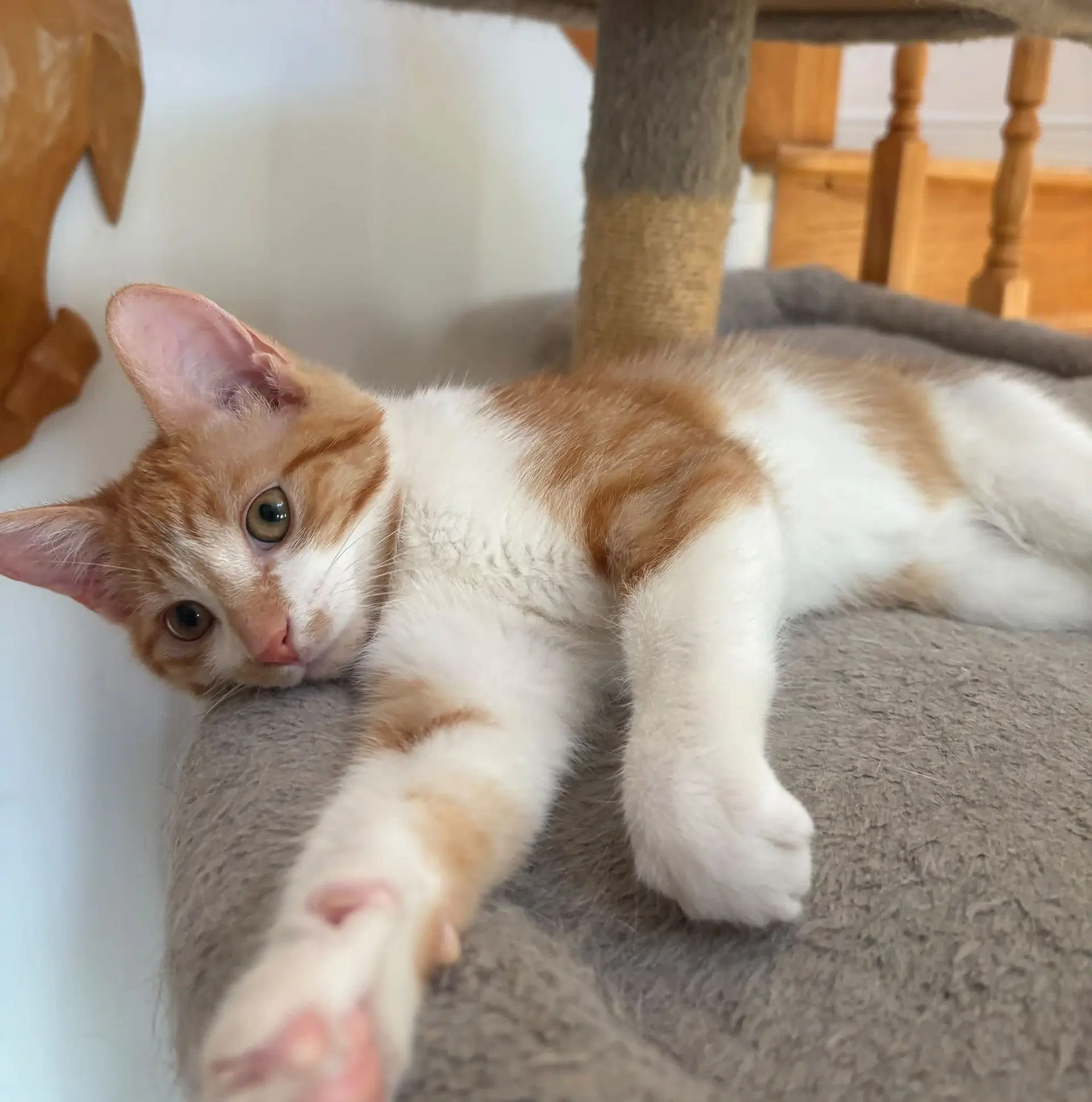 Arlo image 2
