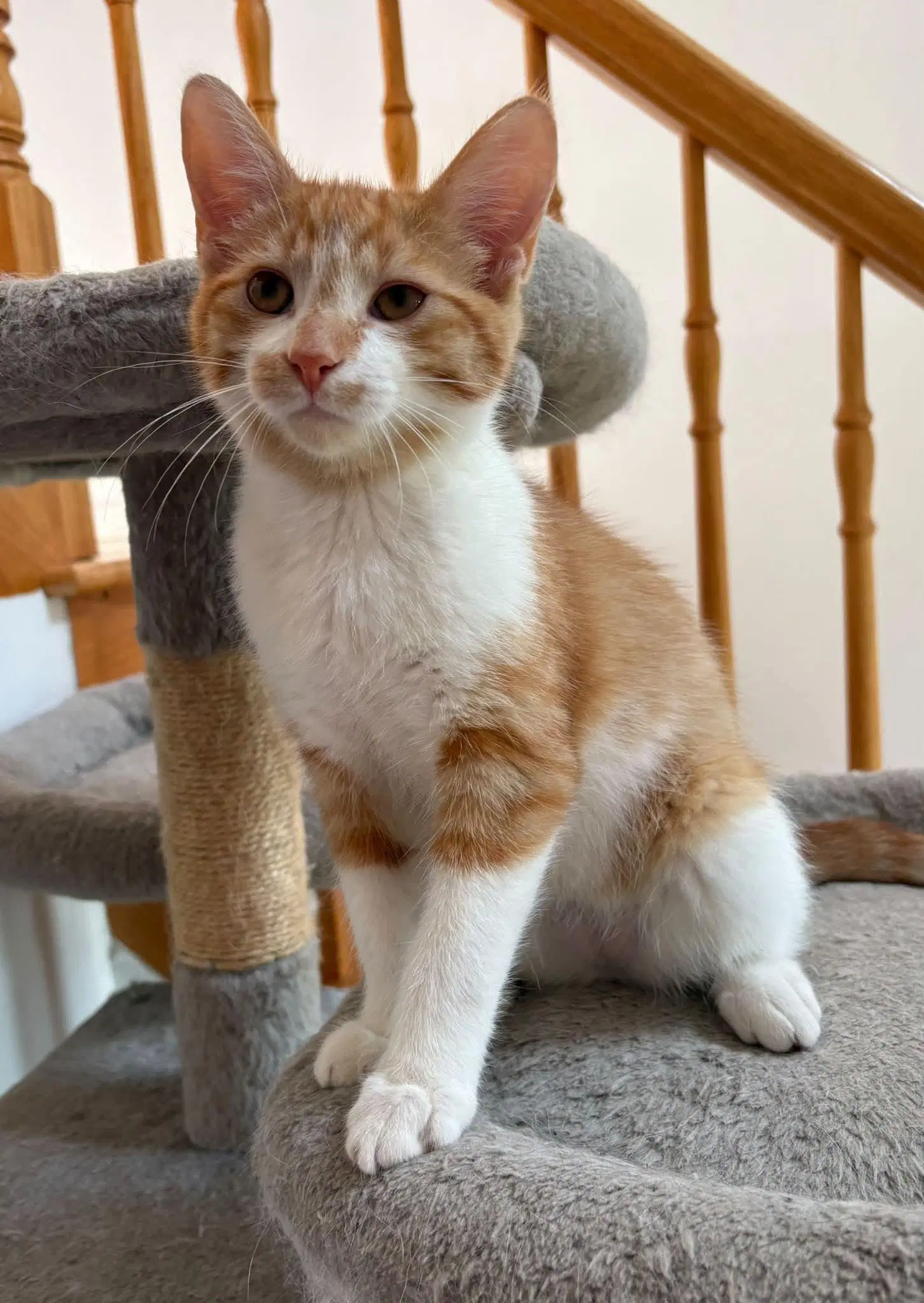 Arlo image 3