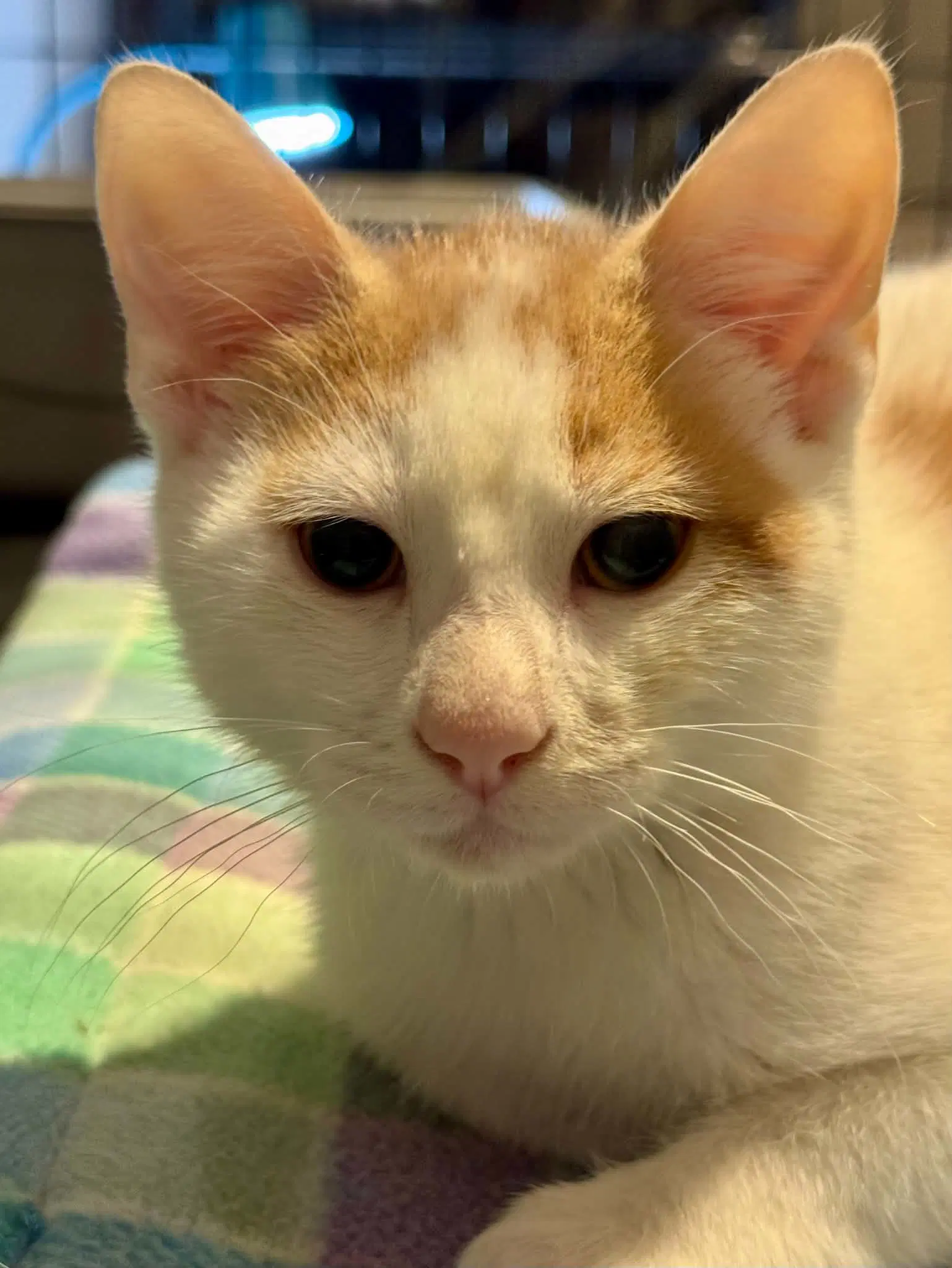 Vega - Domestic Short Hair