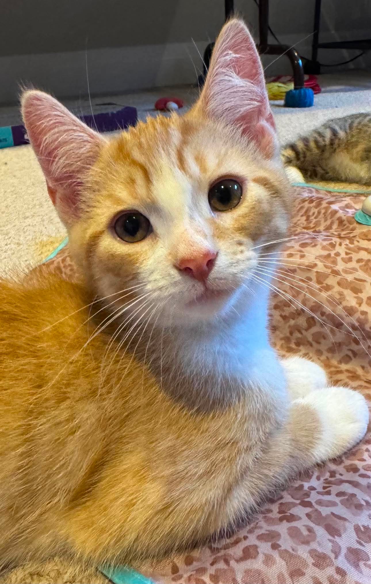 Jesse