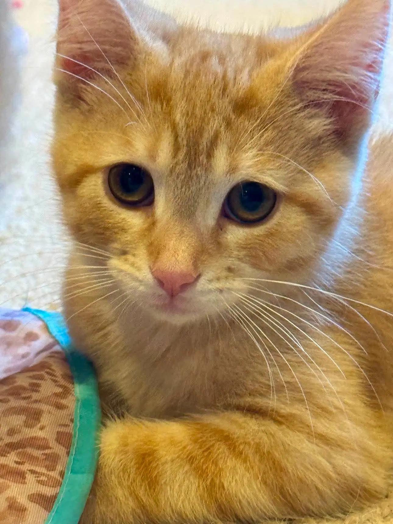 Opal - Domestic Short Hair