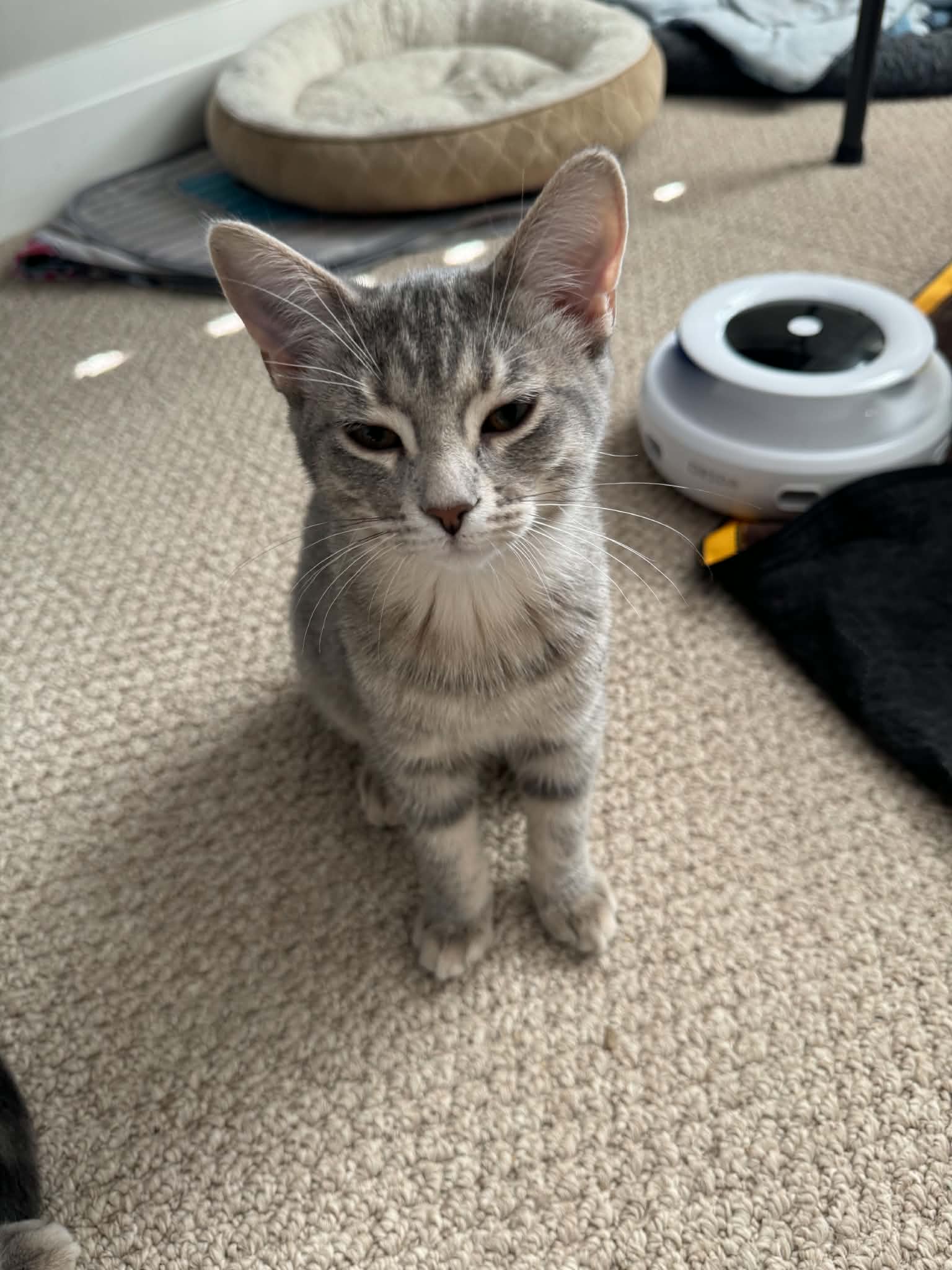 Sable - Tabby