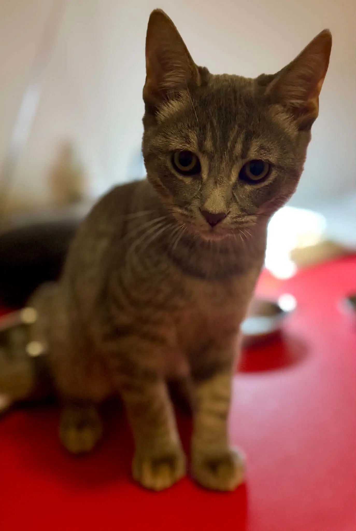 Smokey - Tabby