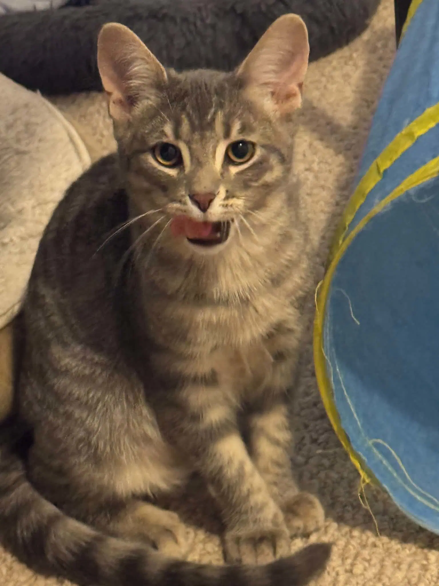 Slate - Tabby