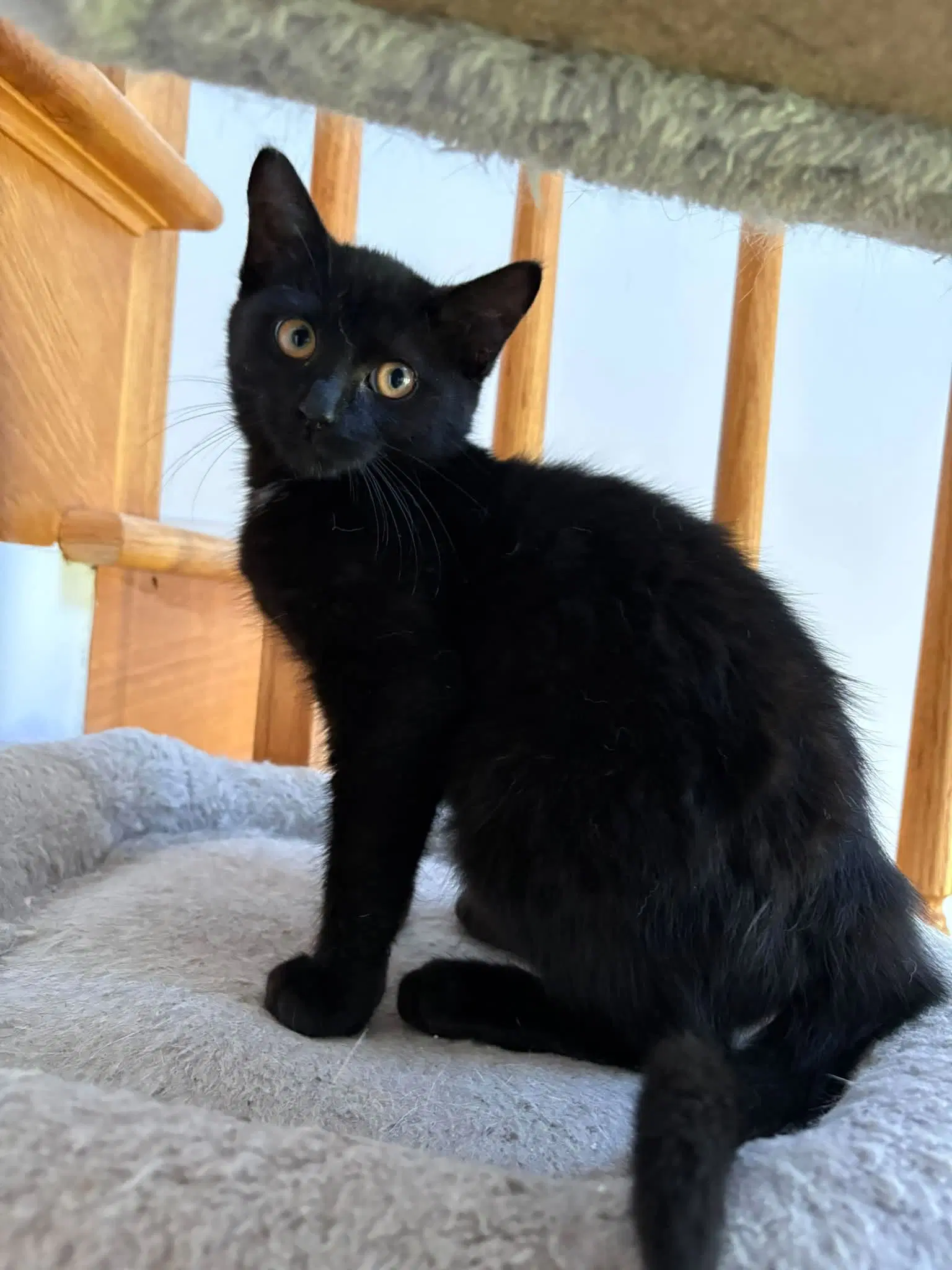 Scarlett - Domestic Short Hair