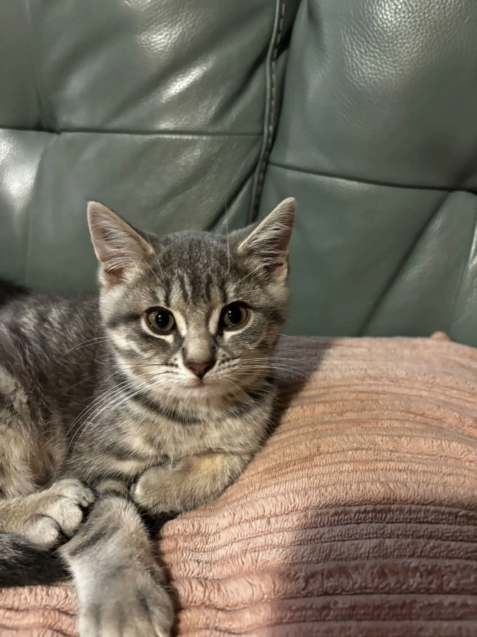Grichou - Tabby