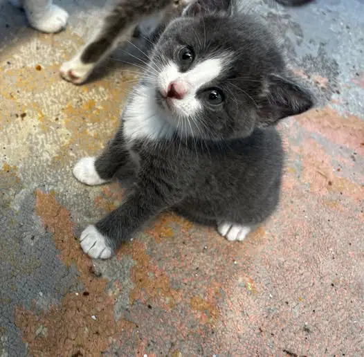 Bobcat - Domestic Short Hair