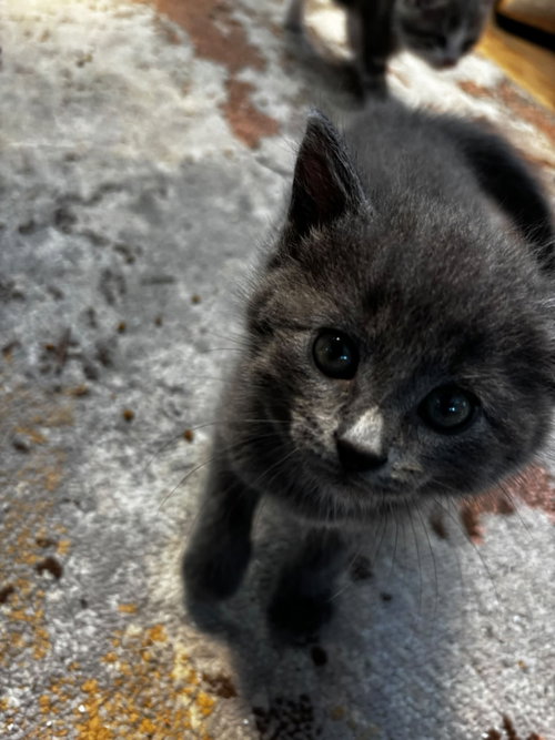 Grigorie, a cat for adoption from Community Alley Trappers