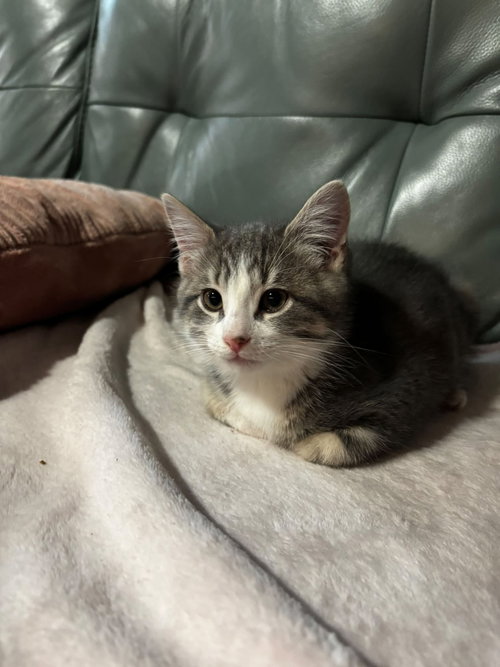 Chatgris, a cat for adoption from Community Alley Trappers