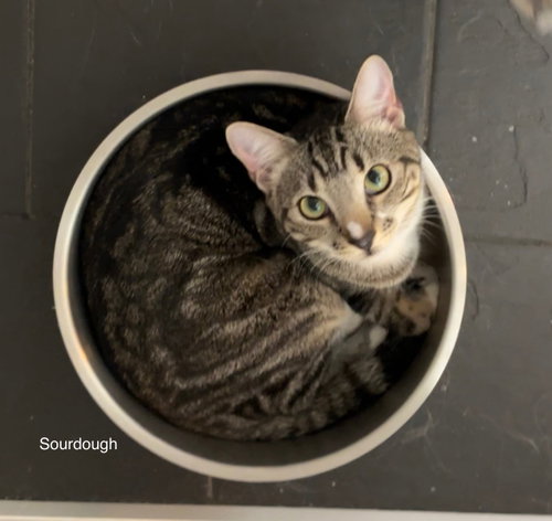 Sourdough, a cat for adoption from Community Alley Trappers