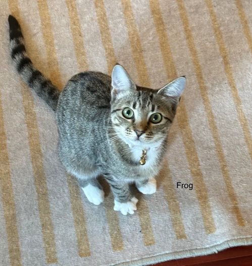 Frog, a cat for adoption from Community Alley Trappers
