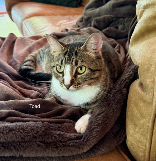 Toad, a cat for adoption from Community Alley Trappers