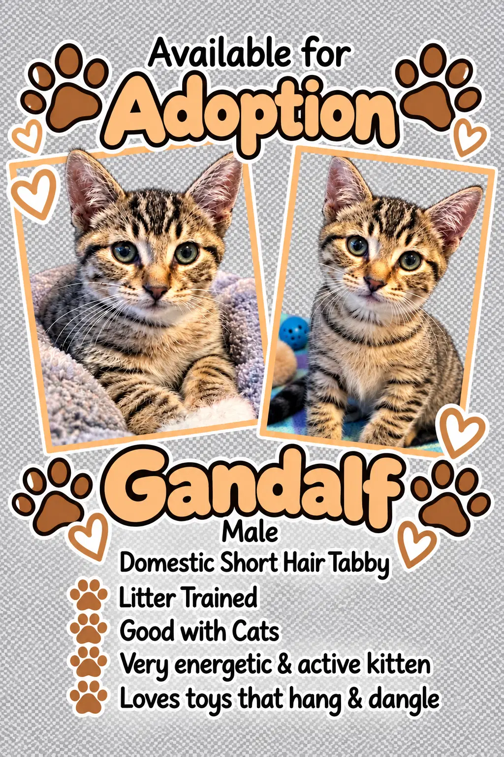 Gandalf - Tabby