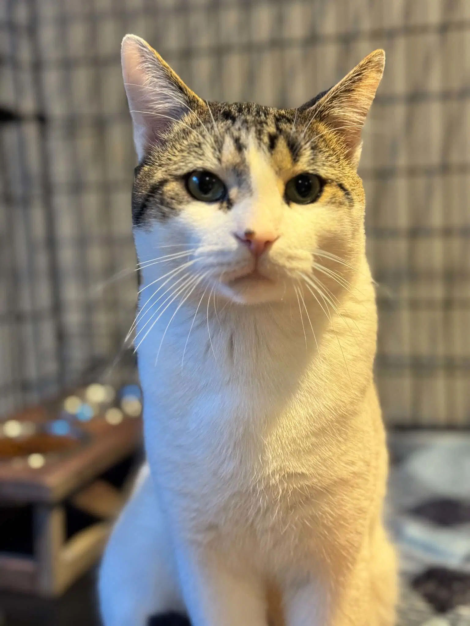 Milo - Tabby