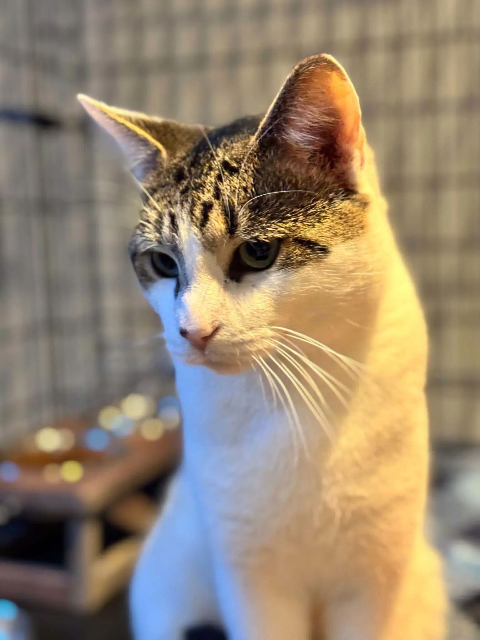 Milo image 3