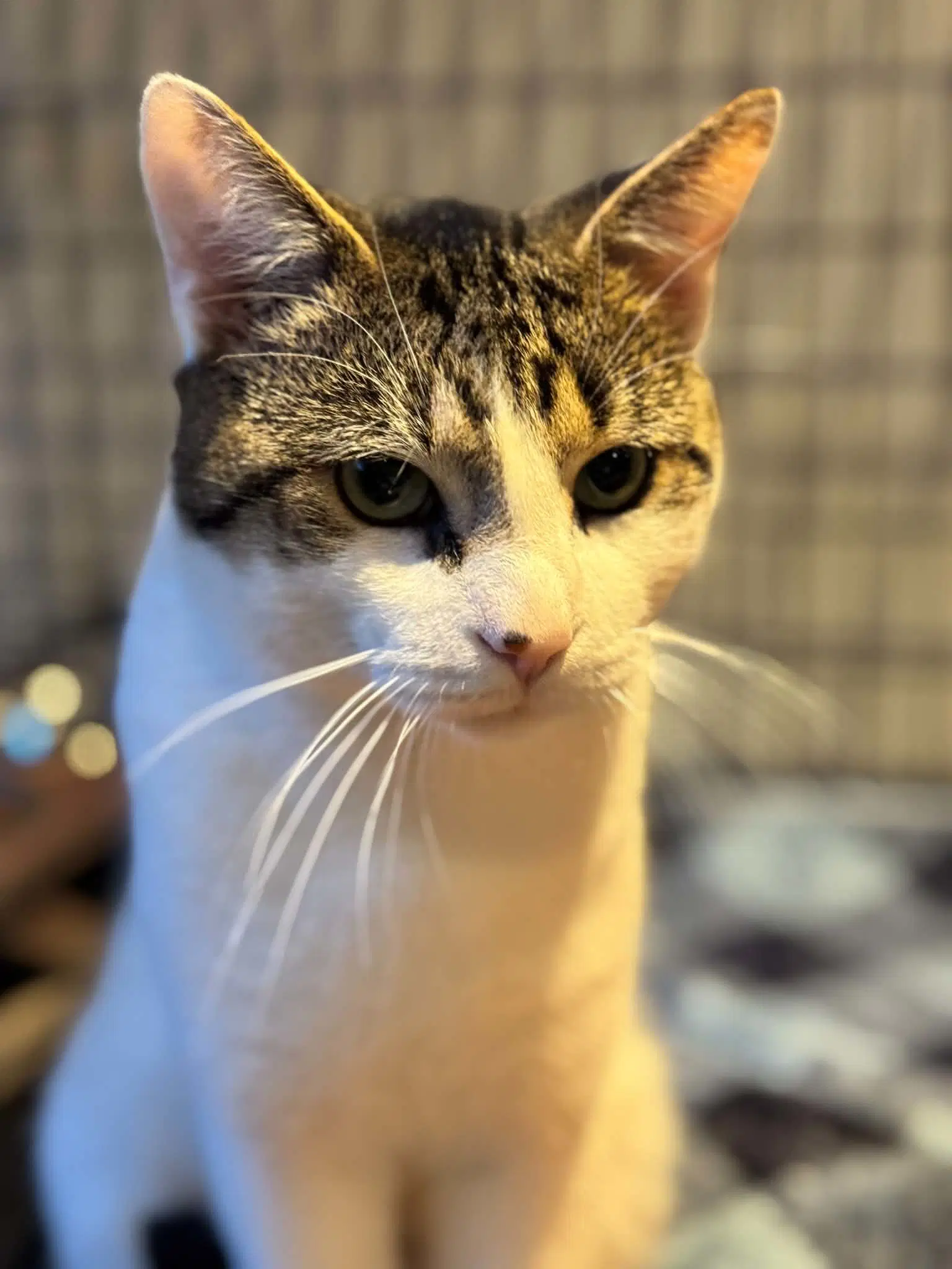Milo image 2