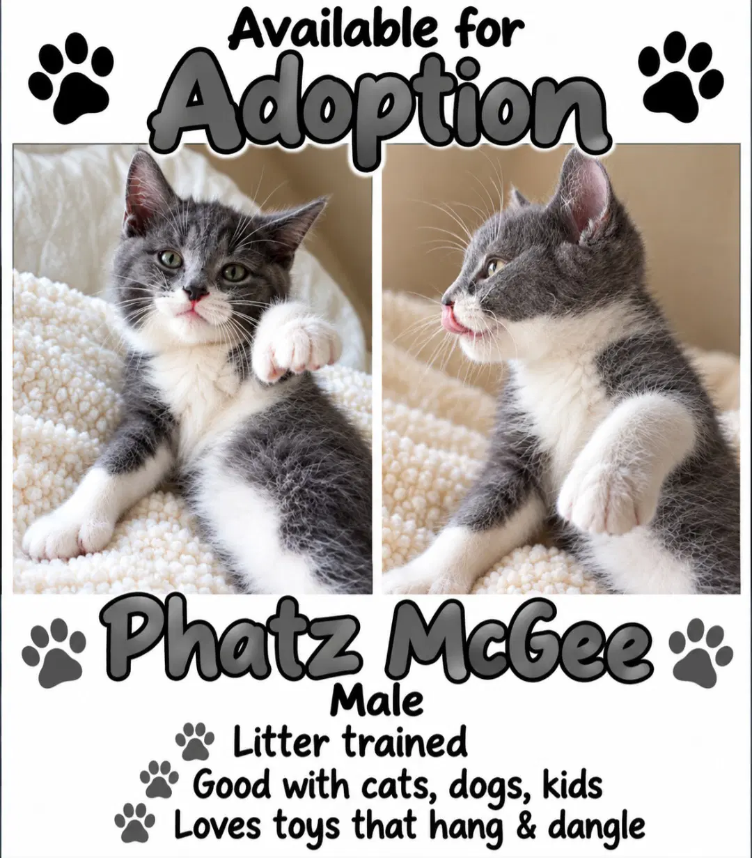 Phatz Mcgee - Domestic Short Hair