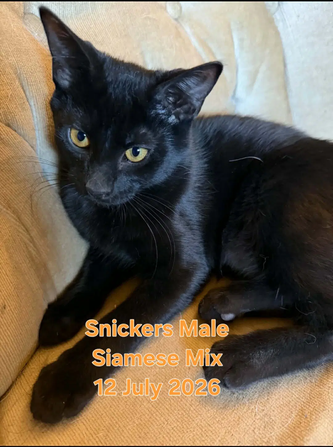 Snickers image 2
