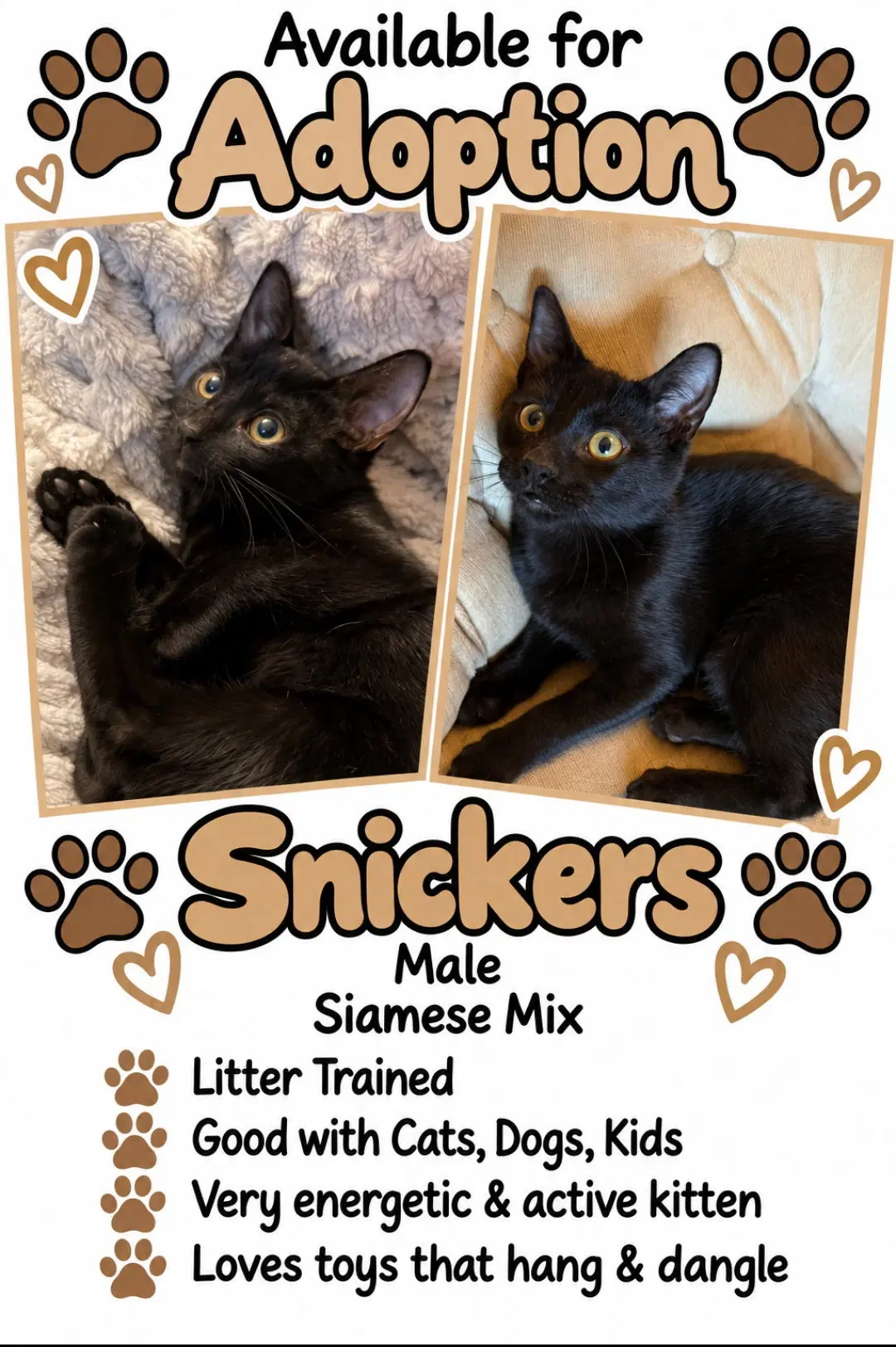 Snickers - Domestic Short Hair