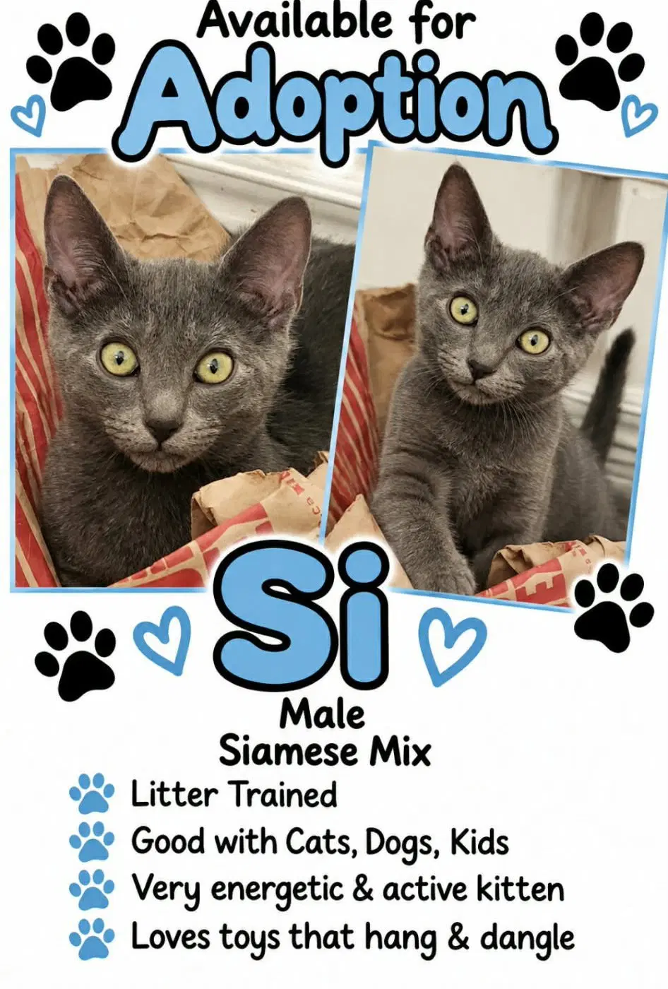 Si - Siamese