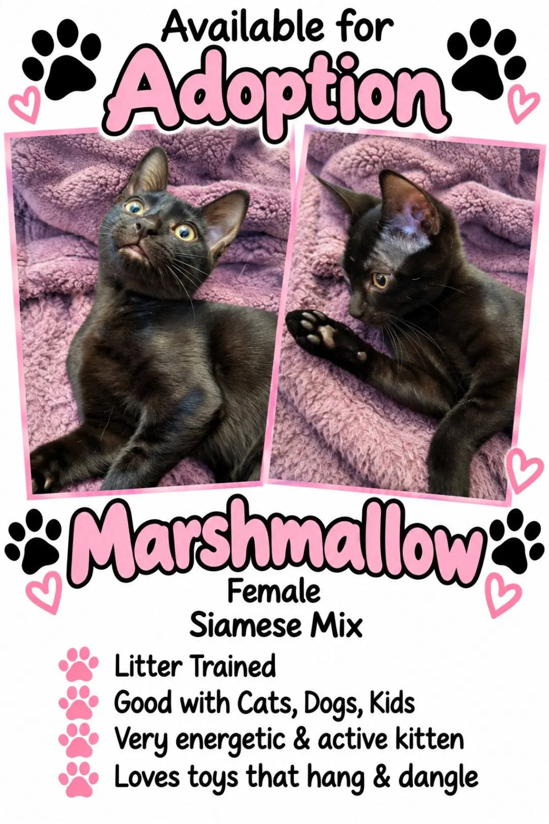 Marshmallow - Domestic Short Hair