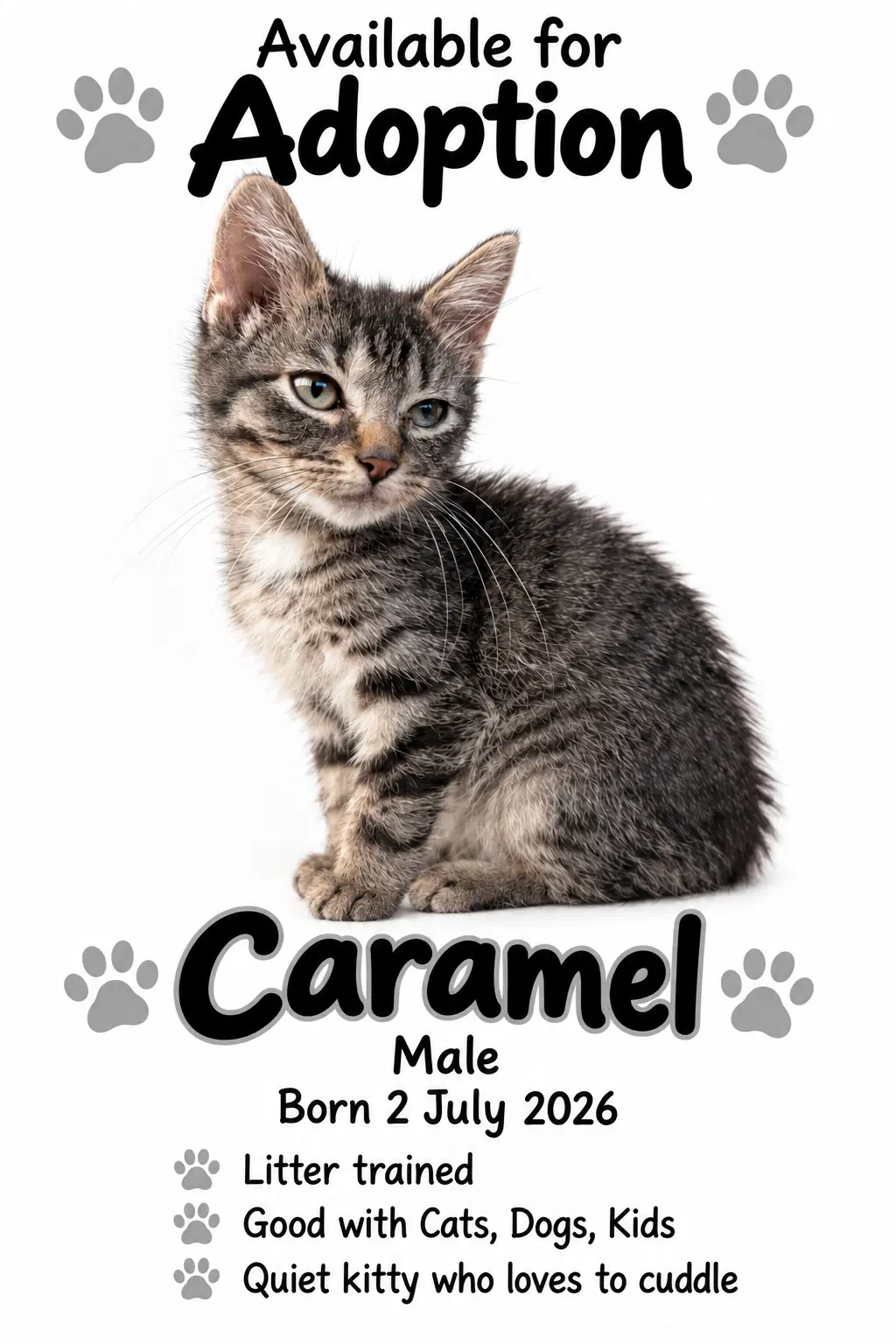 Caramel - Tabby